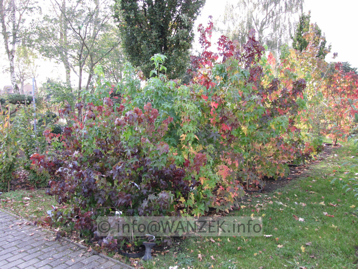 Liquidambar styraciflua in Sorten Herbst, vorn Autumn Color.JPG